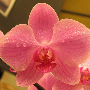 Meet your Posher, Janeth